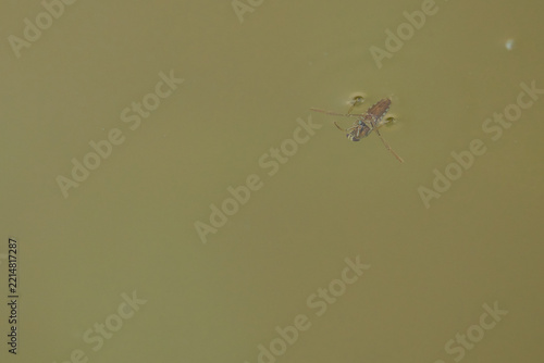 Common Backswimmer Swimming Just Below the Water Surface