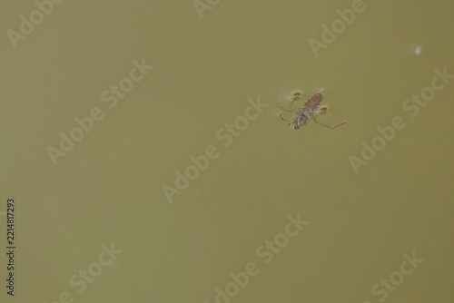 Common Backswimmer Swimming Just Below the Water Surface