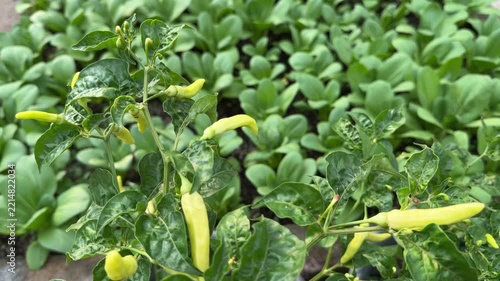 Raw yellow green chili plant, blurred bok choy mustard background, organic farming, 4K horizontal video