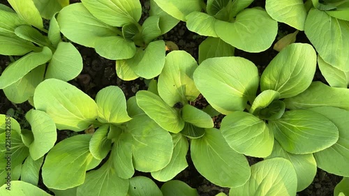 Fresh Organic Bok Choy Brassica Rapa Chinensis Crop Growing in Farm Soil 4K Video