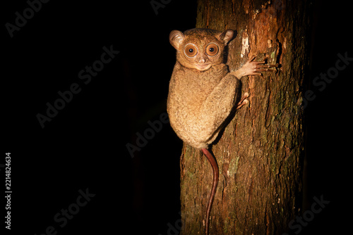 Tarsier clinging to tree trunk at night in Borneo