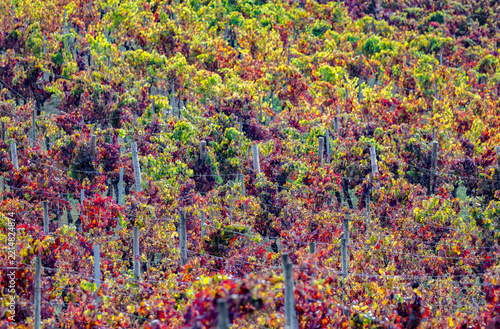 colorful vines in vineyards 