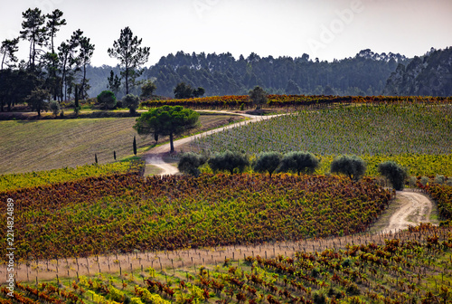 Rural landscape with vineyards in autumn colors, olive trees and a winding dirt path