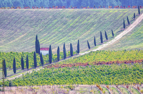 Row of cypress trees along a path through terraced vineyards on a hillside