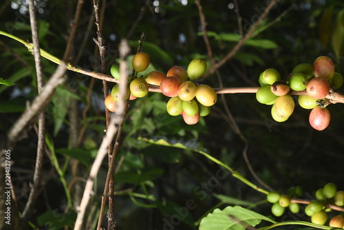 coffee plant, cherries of different ages in southern Mexico