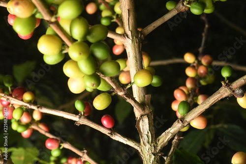 coffee plant, cherries of different ages in southern Mexico