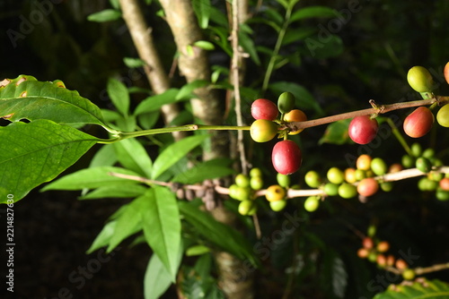 coffee plant, cherries of different ages in southern Mexico
