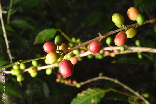 coffee plant, cherries of different ages in southern Mexico