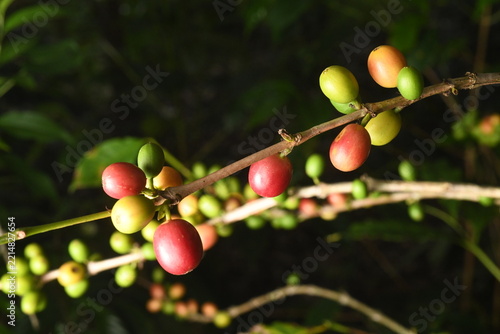 coffee plant, cherries of different ages in southern Mexico