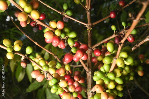 coffee plant, cherries of different ages in southern Mexico