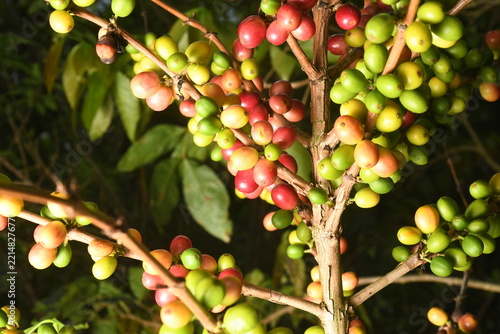 coffee plant, cherries of different ages in southern Mexico