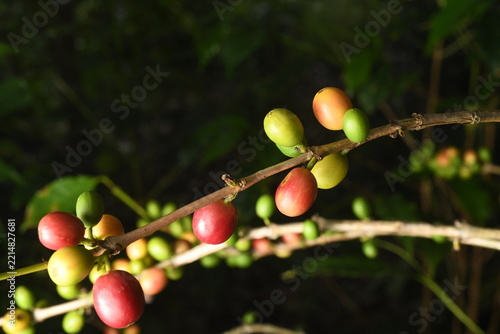 coffee plant, cherries of different ages in southern Mexico