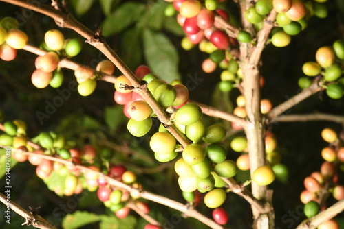 coffee plant, cherries of different ages in southern Mexico