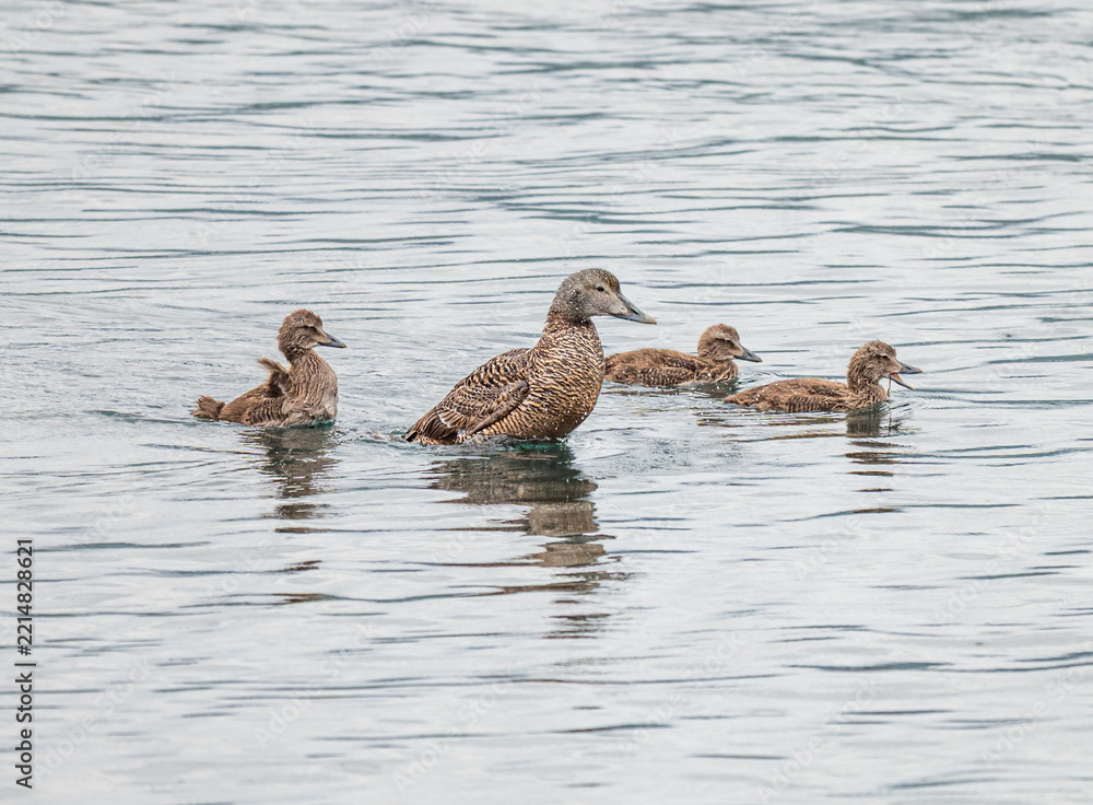 Fototapeta premium Beautiful eider duck in nature of North Iceland