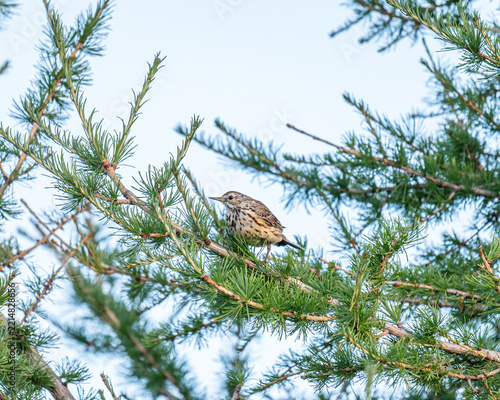 Obraz na plátně Meadow pipit sitting in a tree