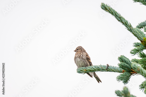 Obraz na plátně Redpoll bird sitting in a tree