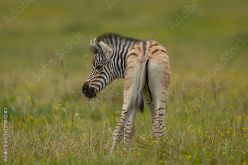 A young plains zebra (Equus quagga) eating grass in a game reserve in South Africa