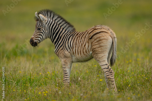 A young plains zebra (Equus quagga) eating grass in a game reserve in South Africa
