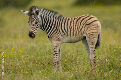 A young plains zebra (Equus quagga) eating grass in a game reserve in South Africa