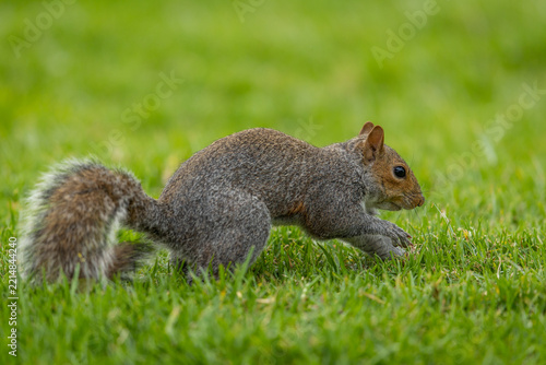 A Smith's bush squirrel (Paraxerus cepapi) foraging for food in a park