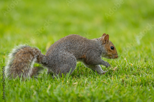 A Smith's bush squirrel (Paraxerus cepapi) foraging for food in a park