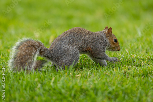 A Smith's bush squirrel (Paraxerus cepapi) foraging for food in a park