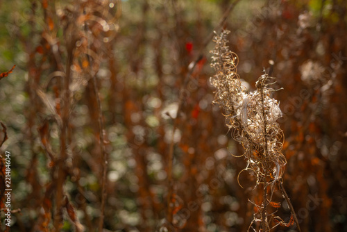 Dry plants and grass in autumn 