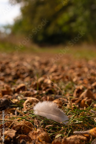 Downy feather in dry leaves in the forest