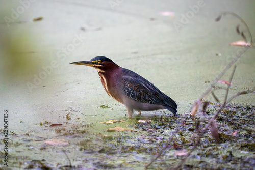 A green heron stands in shallow, murky water, its sharp beak pointed forward.