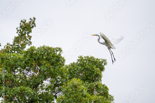 A white egret takes flight from a leafy green tree against a pale sky.