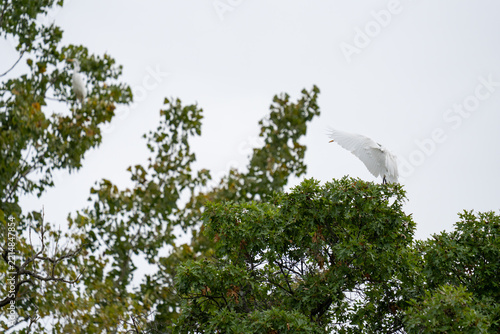 A white egret with its wings spread prepares to take flight from the top of a leafy green tree against a pale sky.