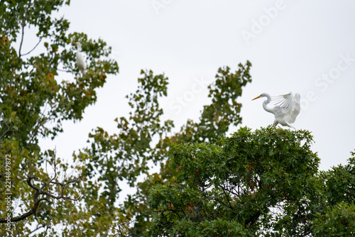 A white egret stands on a tree branch, stretching its wings against a cloudy sky.