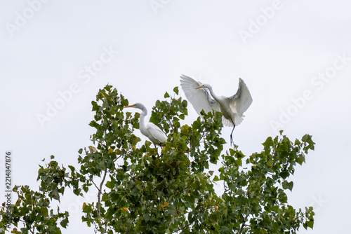 Two white egrets are perched in a leafy green tree against a pale sky, with one bird taking flight.
