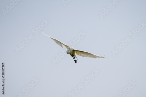 A white egret with wings spread wide flies against a pale sky.