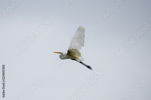 A white egret with outstretched wings flies against a pale sky.