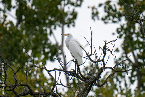A white egret perches on a bare tree branch, surrounded by blurred green foliage.