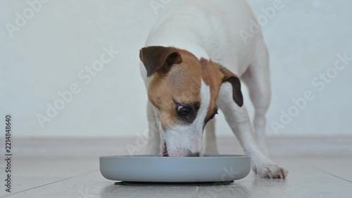 A Jack Russell Terrier eats treats from a licking mat. Slow feeding dish.