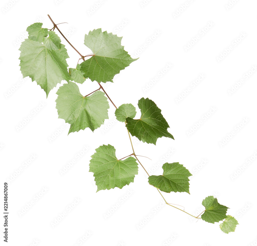 Fototapeta premium Grape branch with leaves isolated on white
