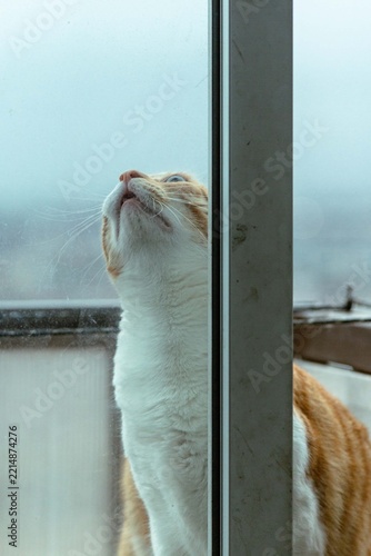cat on the window