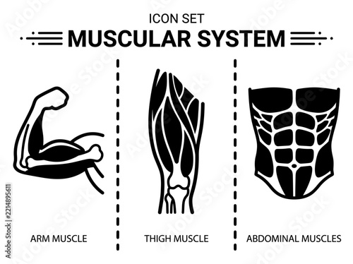 Muscular System Icon Set Featuring Arm Thigh and Abdominal Muscles