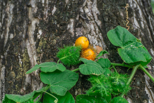 Passiflora foetida Fruit and Leaves Growing on a Climbing Vine