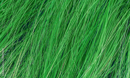 Close-up of lush green wetland grass texture growing by the water
