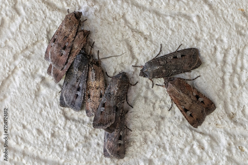 Bogong Moths gathered together on wall