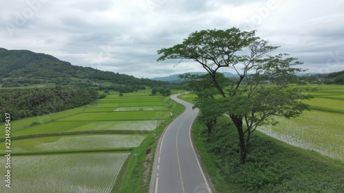 Winding asphalt road through vibrant green rice fields under a cloudy overcast sky landscape