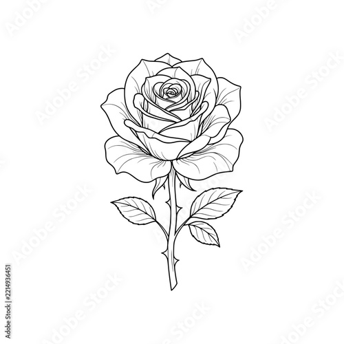 Black rose flower fine line art vector