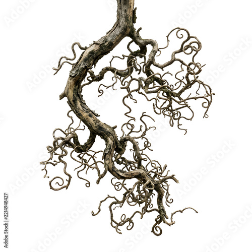 Twisted and curved wooden branch with intricate curly twigs on isolated background.