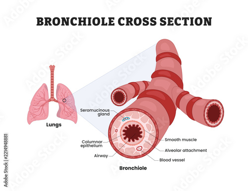 Bronchiole Cross Section Structure labeled diagram, educational respiratory poster design, airway microscopic anatomy. Lungs, bronchiole, airway, smooth muscle, blood vessel, alveolar, epithelium