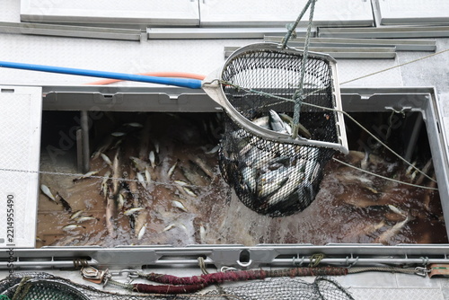 【北海道】北海道ウトロ漁港 秋鮭の水揚げ