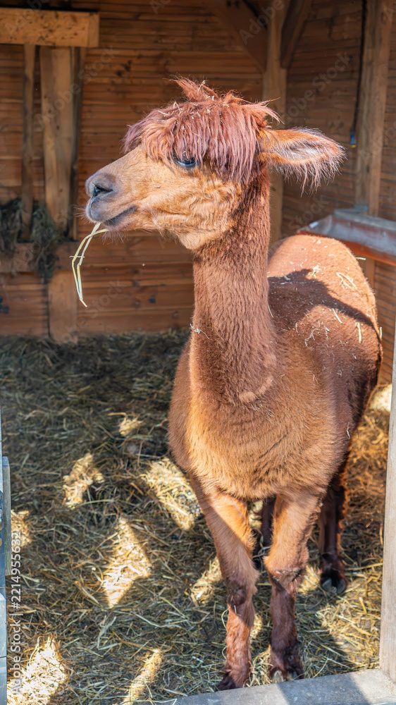 Fototapeta premium Vertical Portrait of a Llama in Natural Outdoor Setting