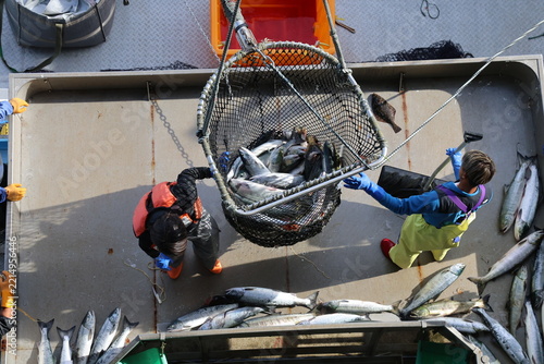 【北海道】北海道ウトロ漁港 秋鮭の水揚げ
